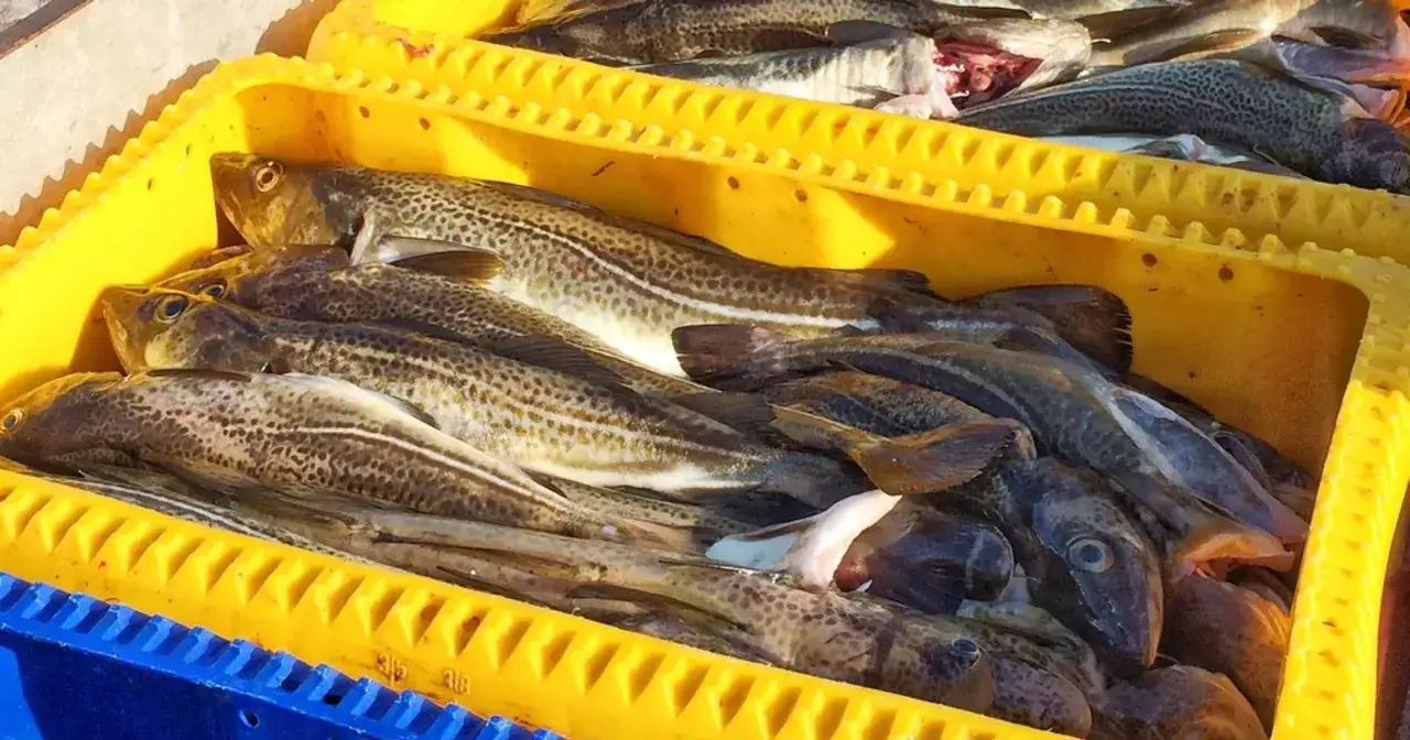 świeża ryba bałtycka jak rozpoznać