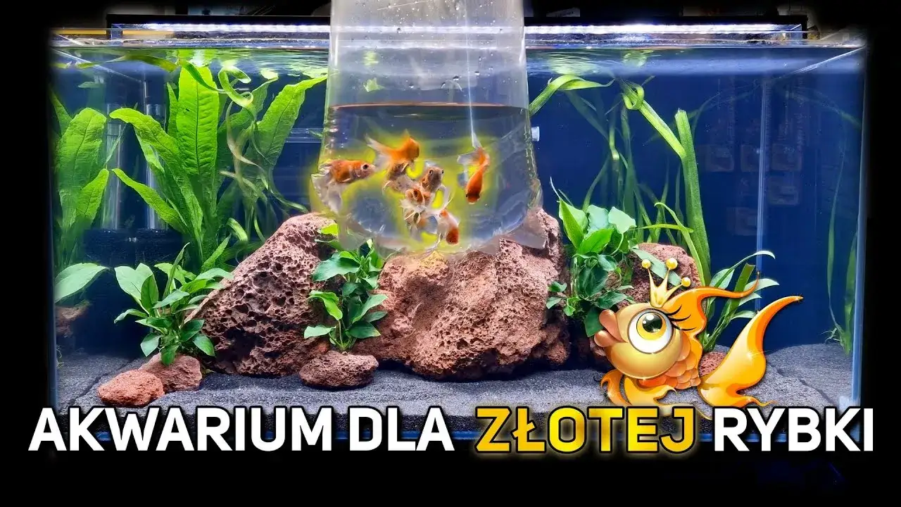 akwarium z welonami i kompatybilnymi rybami