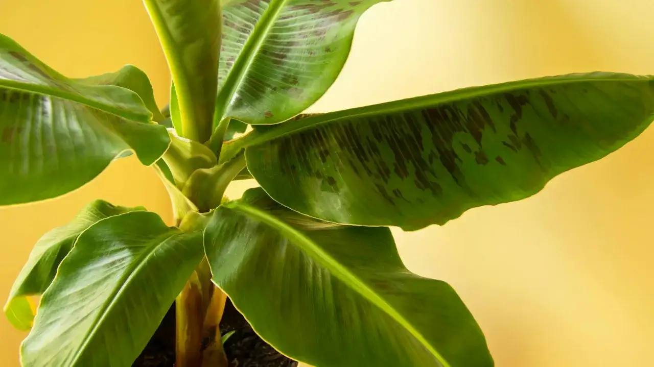 kwiatostan bananowca jak wygląda