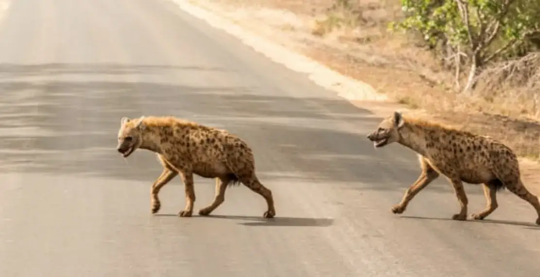Zdjęcie Hiena czym się żywi: zaskakujące fakty o diecie tych drapieżników