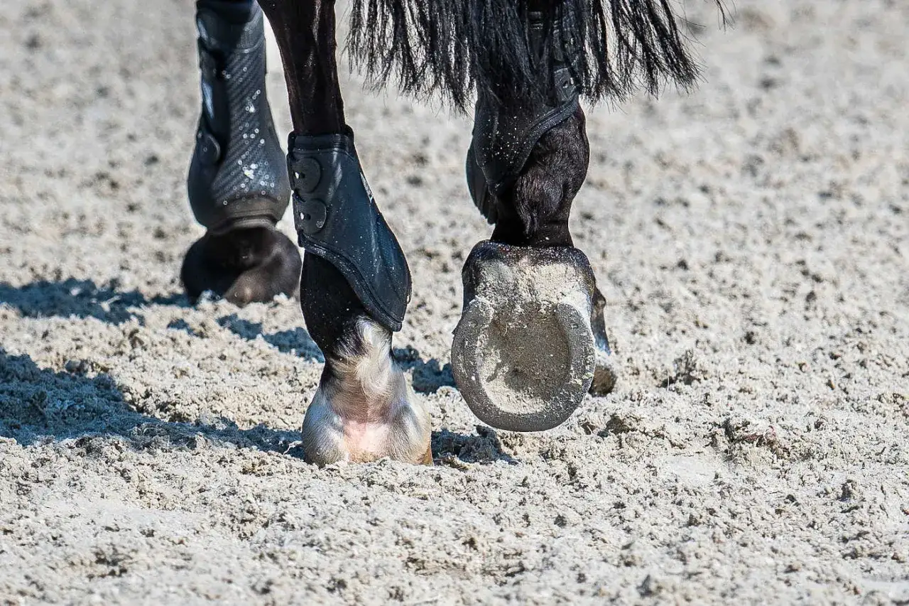 Koń w ochraniaczach na nogi i z podkowami na piasku.