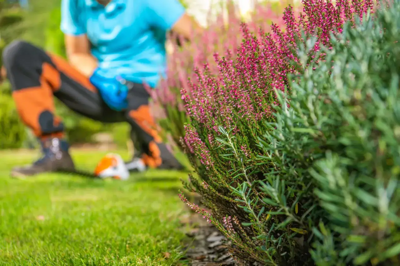 Wrzosy kwitnące na różowo, a w tle mężczyzna przygotowuje się do przycinania, by zapewnić im piękny wygląd. Kiedy przycinać wrzosy na wiosnę? Teraz!