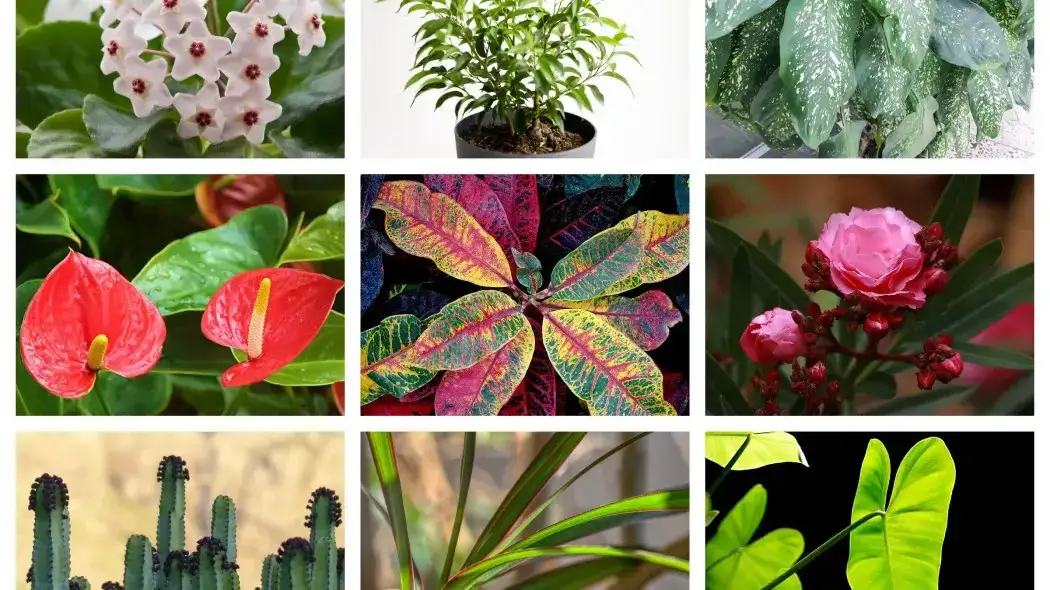 Toksyczne rośliny doniczkowe dla ptaków