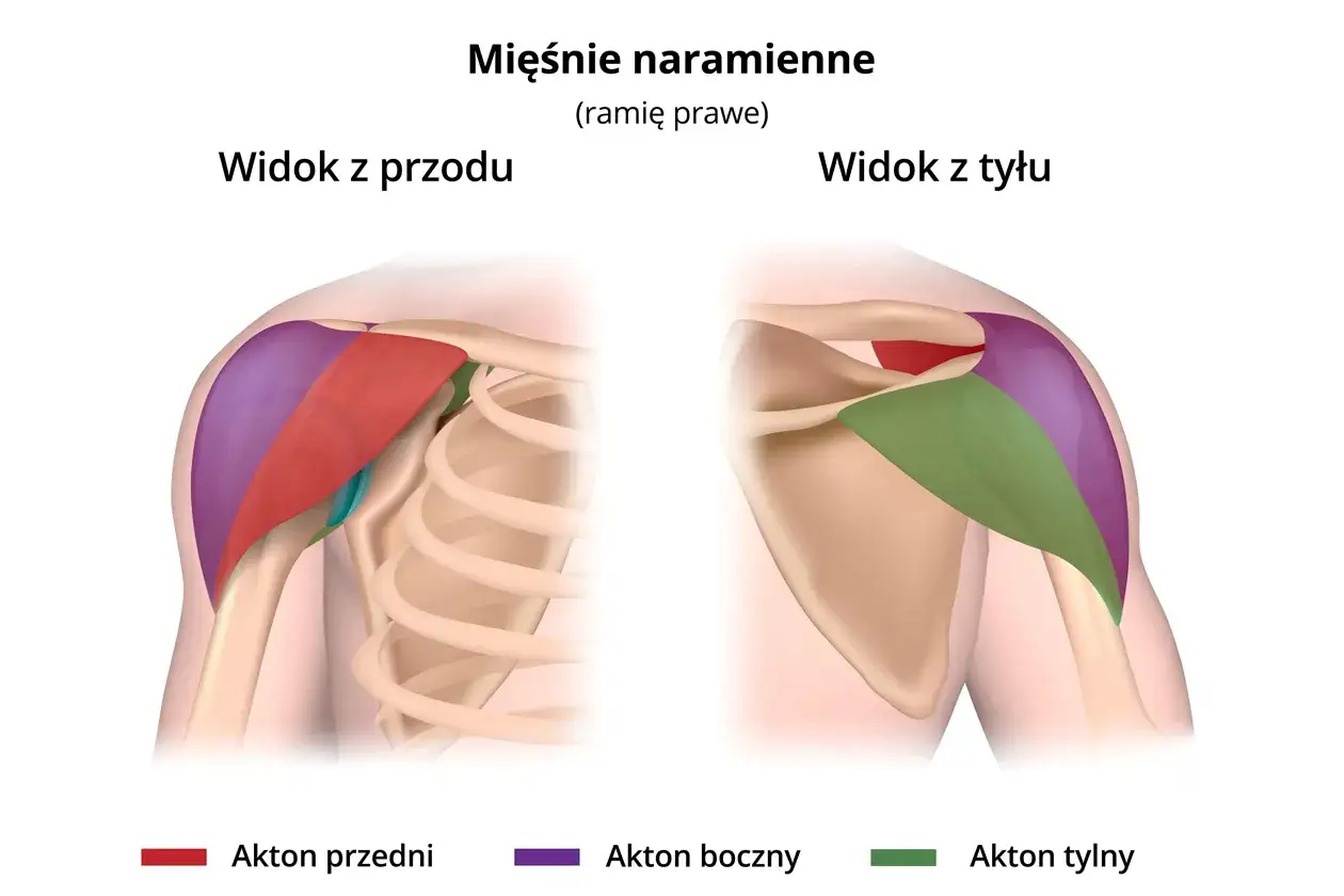 Anatomia mięśni naramiennych aktony