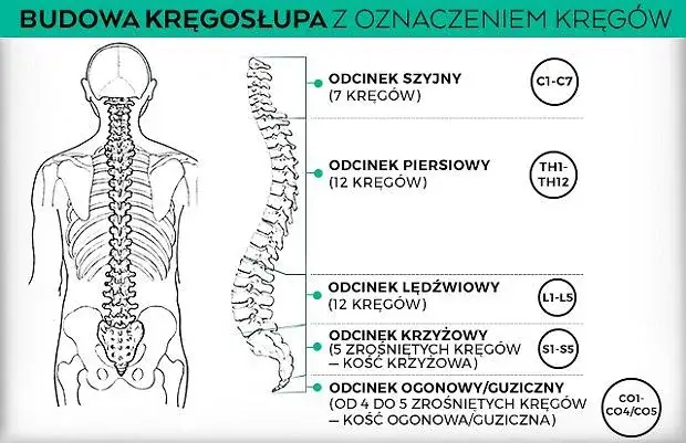 Anatomia kręgosłupa odcinki budowa
