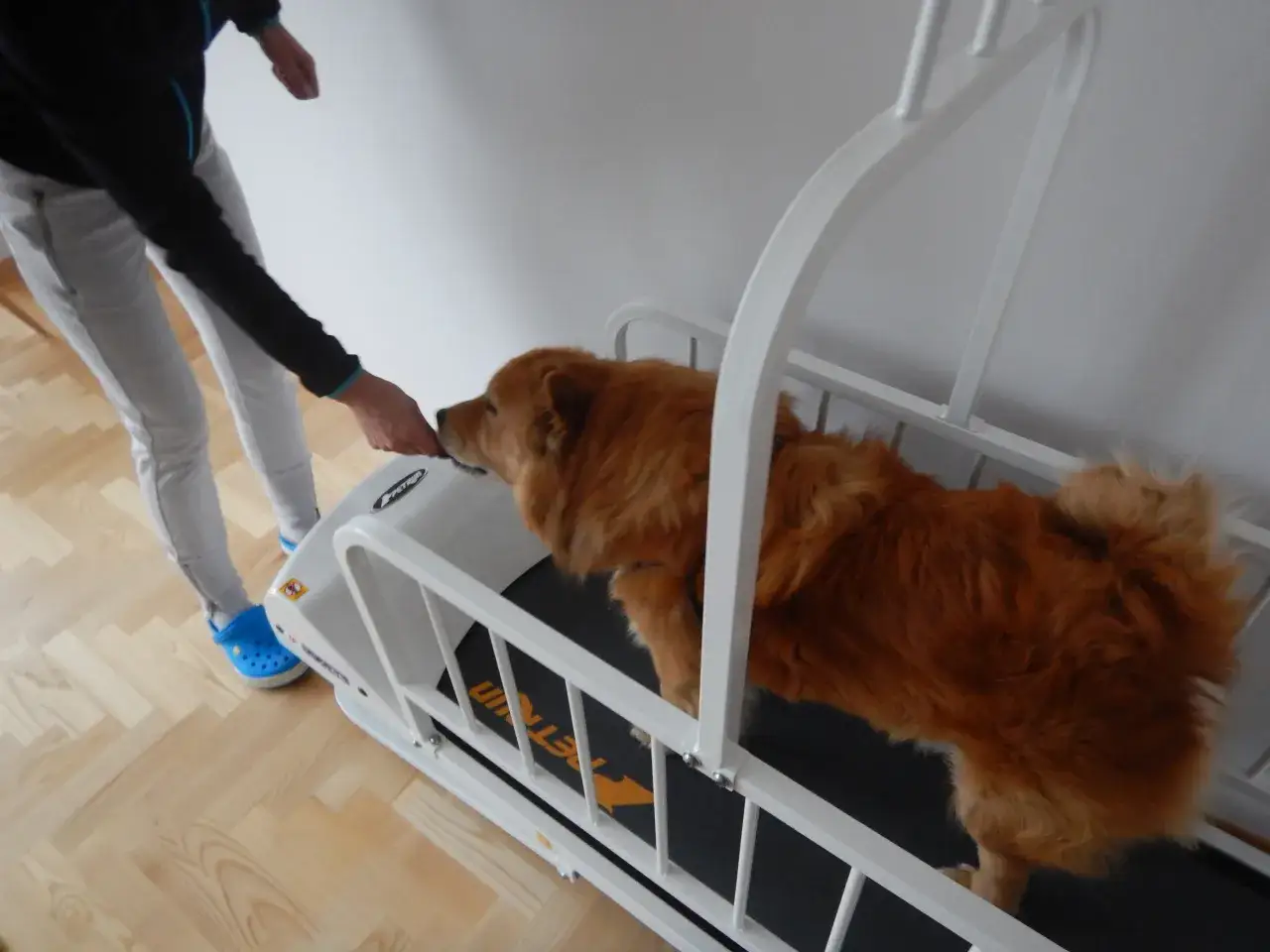 Pies na bieżni. Właściciel zachęca go smakołykiem. To może być inspiracja, jak zrobić bieżnię dla psa.