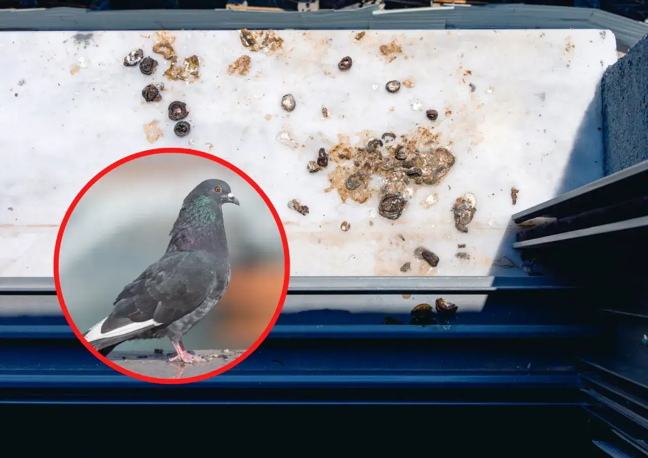 uszkodzenia elewacji odchody gołębi