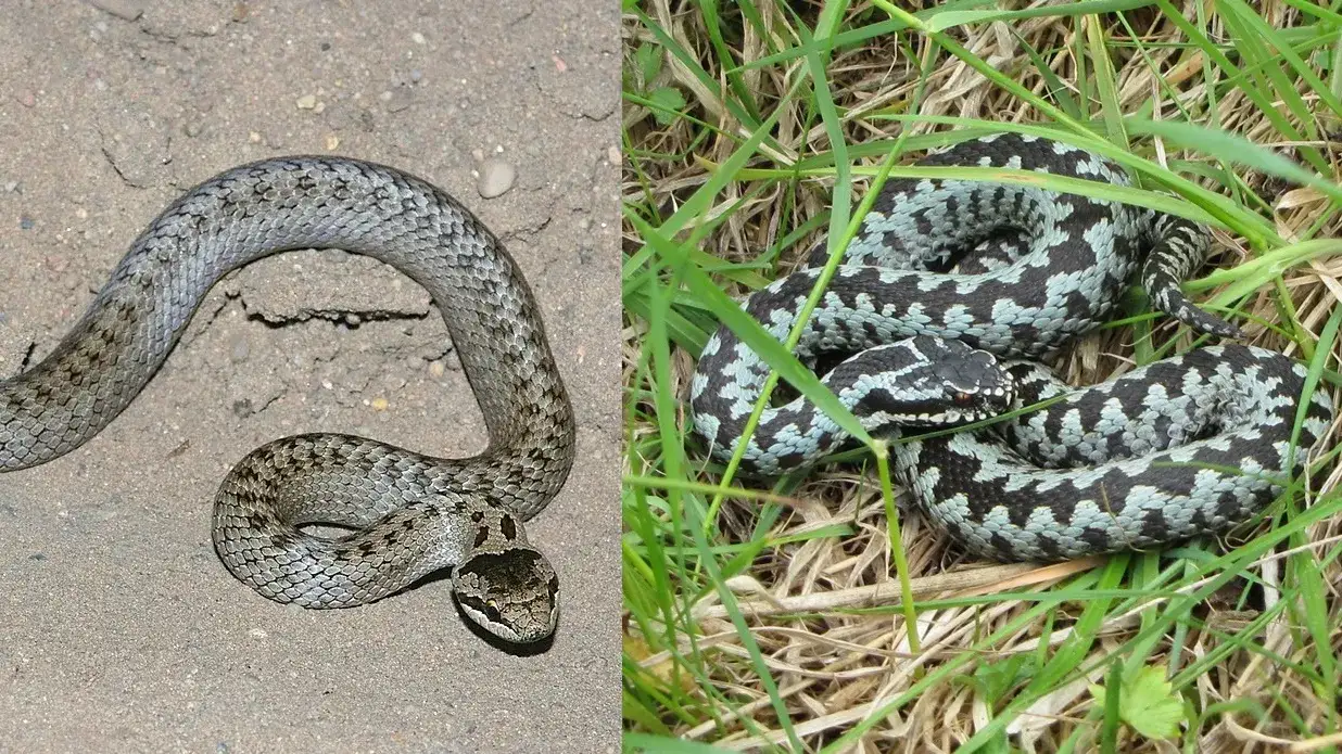 żmija zygzakowata zaskroniec gniewosz porównanie