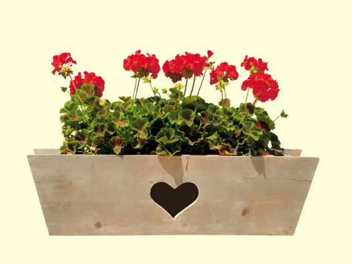 Piękne czerwone kwiaty w drewnianej skrzynce z sercem, idealne na parapet zewnętrzny.