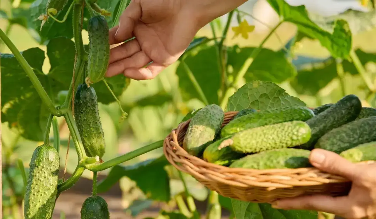 Ręka zbiera świeże og&oacute;rki z krzaka do wiklinowego koszyka. Czy og&oacute;rek to owoc? Botanicznie tak, ale kulinarnie warzywo.