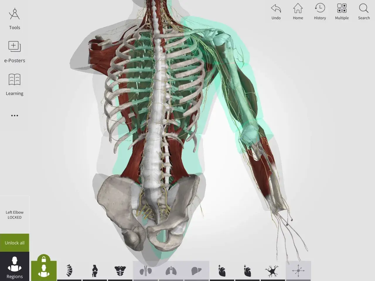 r&oacute;żne narzędzia do nauki anatomii (atlas, tablet z aplikacją 3D, fiszki)
