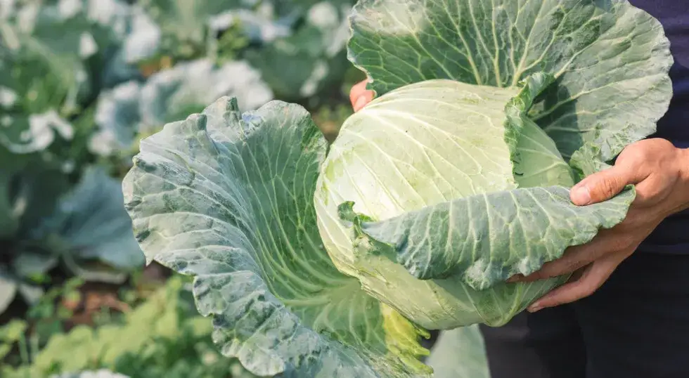 warzywa o dużych wymaganiach nawozowych, warzywa o małych wymaganiach nawozowych