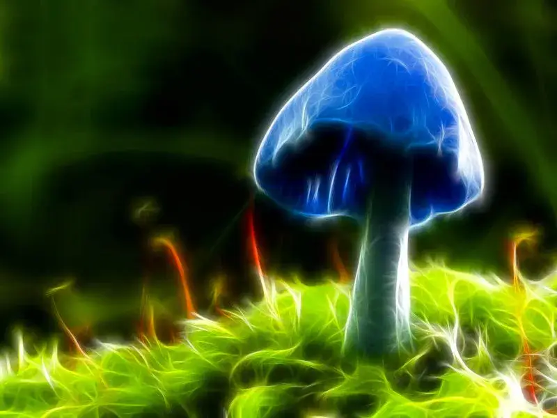 wizualizacje działania psylocybiny na m&oacute;zg