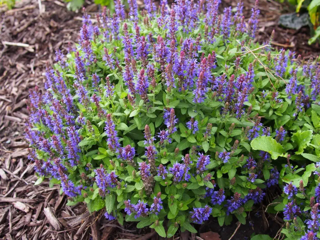 Kępa fioletowych kwiatów szałwii omszonej, gotowa na szałwia omszona zimowanie.