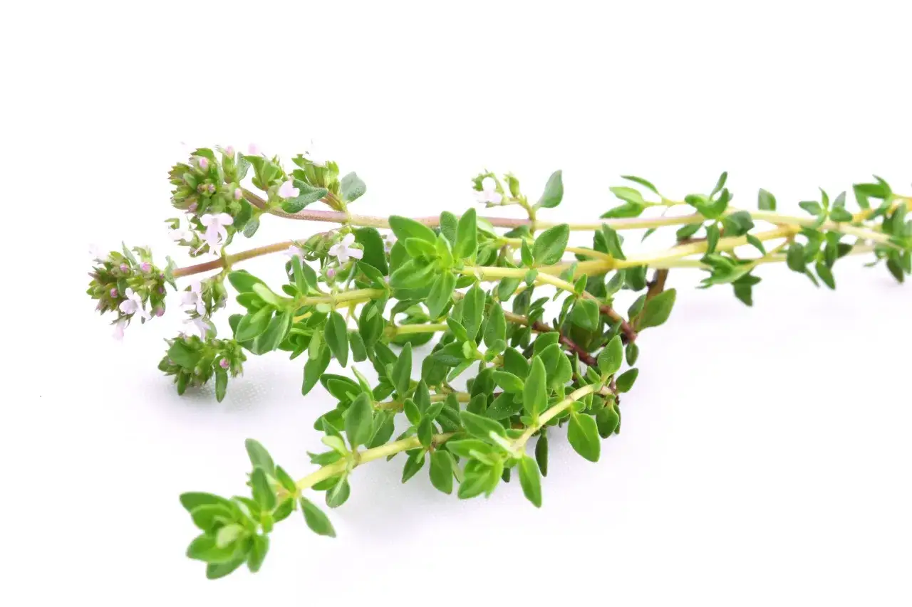 Gałązka tymianku z drobnymi listkami i kwiatami, idealna do przyprawiania potraw.