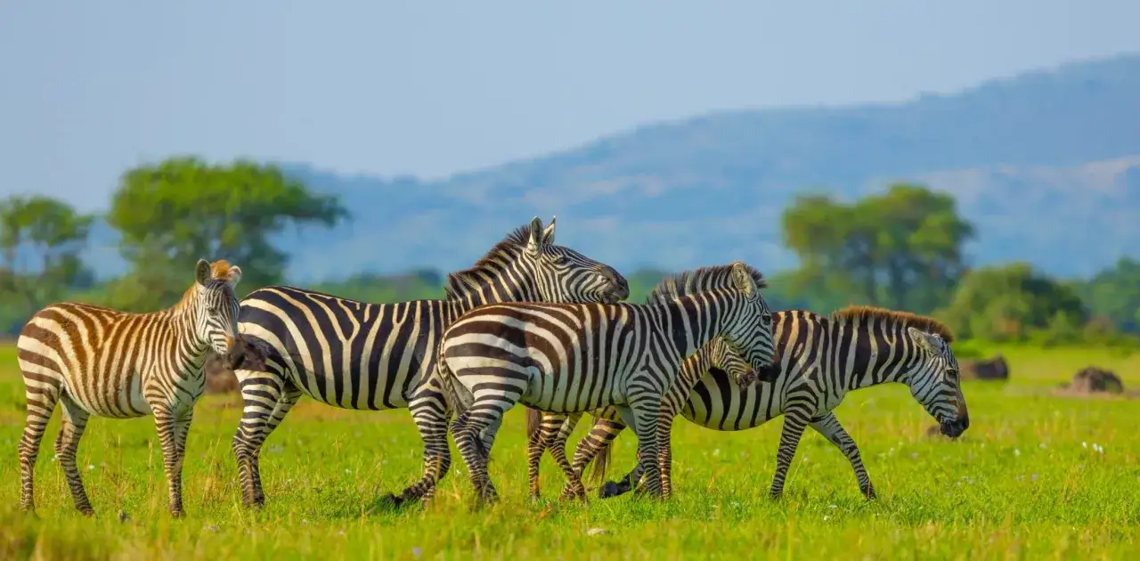Stado zebr przemierza zielone r&oacute;wniny Serengeti podczas safari.