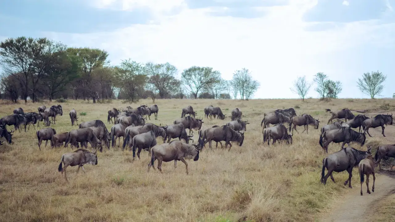 Stado gnu na sawannie, jak podczas wycieczki na safari z Zanzibaru.