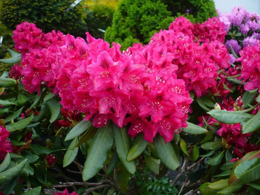 r&oacute;żne odmiany rododendron&oacute;w kwitnące w ogrodzie