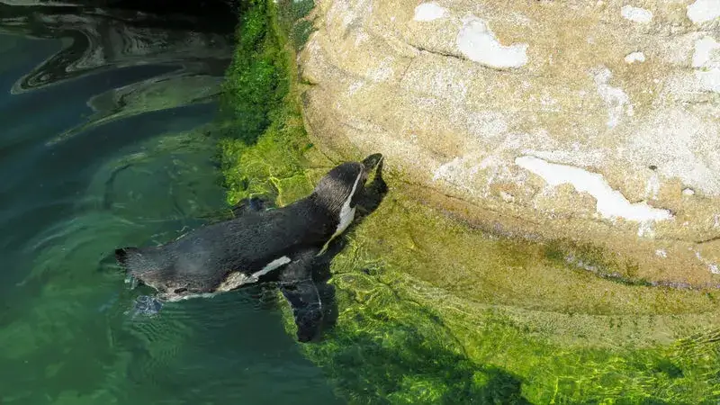 Pingwiny Humboldta Ozeaneum Stralsund