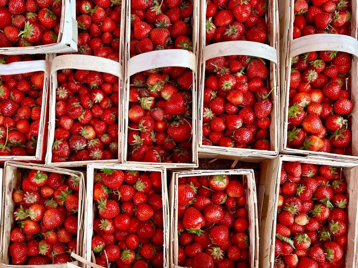 Mnóstwo koszyków wypełnionych dojrzałymi, czerwonymi truskawkami. To znak, że zaczyna się sezon na truskawki!