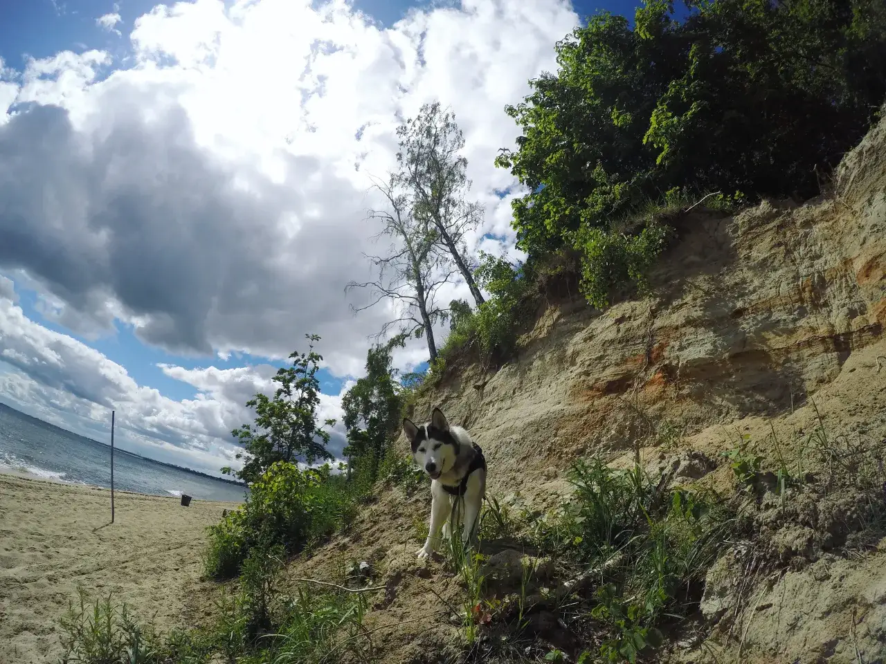 Siberian husky na spacerze na piaszczystej plaży w Gdańsku, z widokiem na morze i klif.