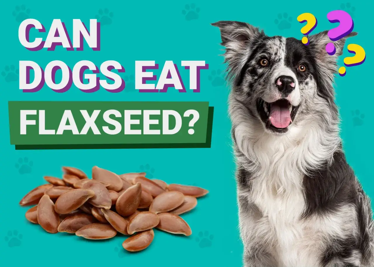 Czy pies może jeść siemię lniane? Na zdjęciu pies zadaje to pytanie, patrząc na garść nasion lnu.