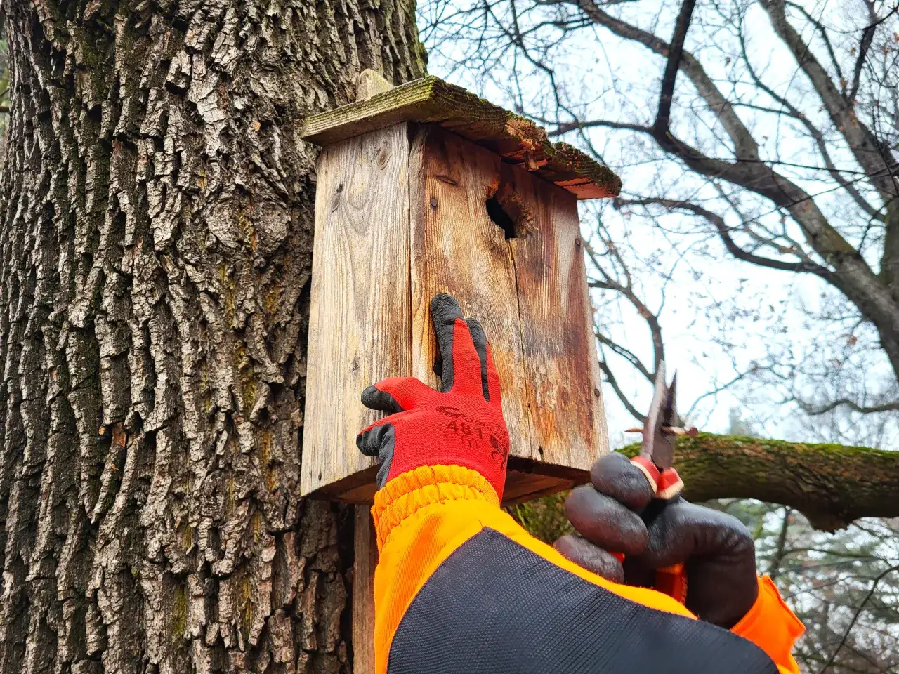 nietoperz w budce lęgowej