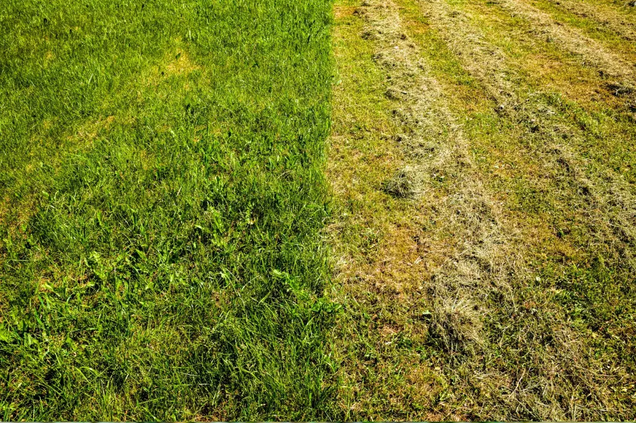 Trawnik po zimie: połowa zielona, połowa po aeracji. Widać różnicę po zabiegu.