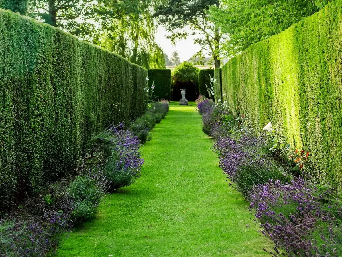 Zimozielony żywopłot iglasty alternatywa dla tui