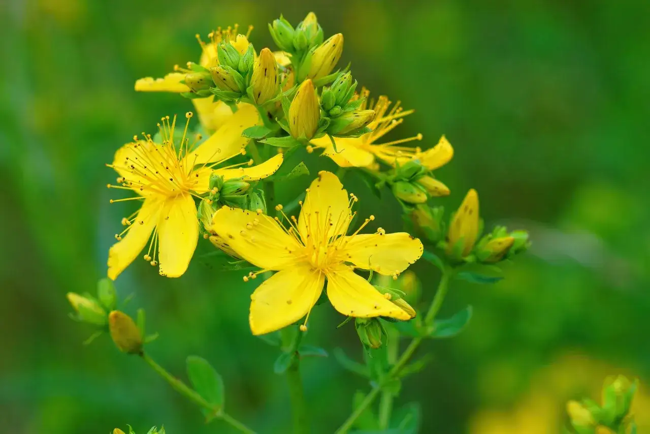 Kwiaty dziurawca, idealne na uspokajającą herbatę z dziurawca, rozkwitają na zielonym tle.