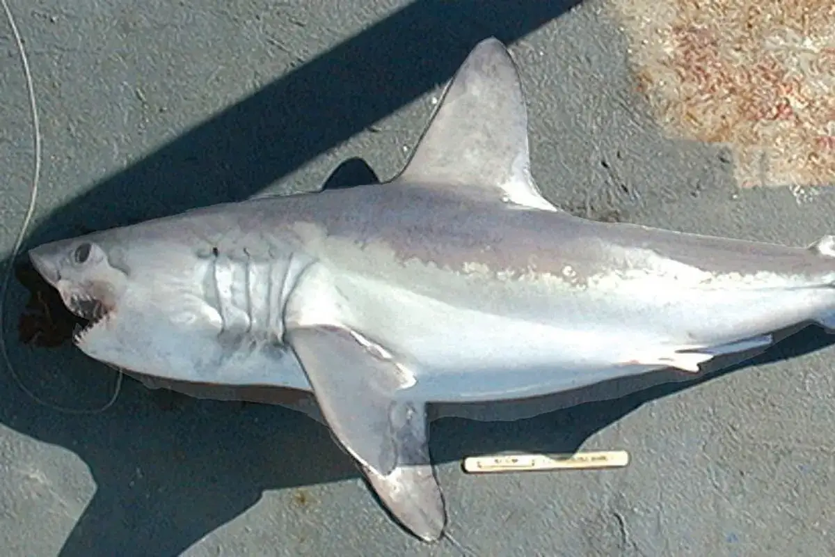 rekiny w Bałtyku mapa występowania