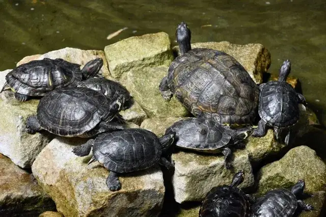 pazury żółwia czerwonolicego samiec samica