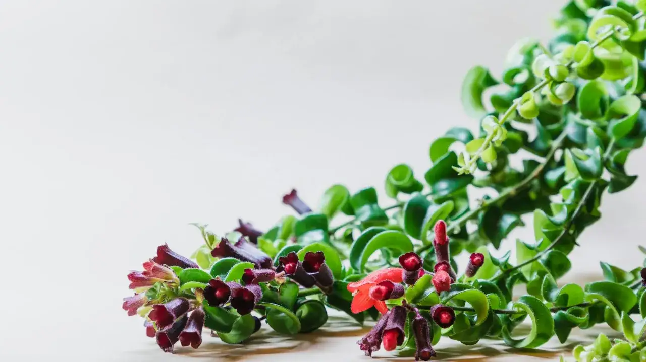 Eszynantus wspaniały pielęgnacja: bujne zielone liście i dzwonkowate, ciemnoczerwone kwiaty.