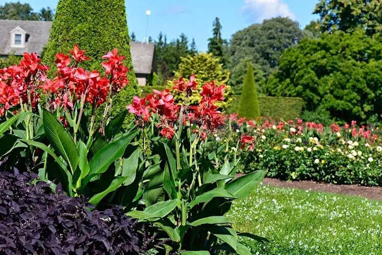 kany kwiaty egzotyczne odmiany