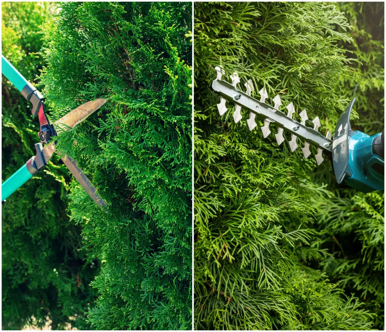 kalendarz przycinania tui szmaragd