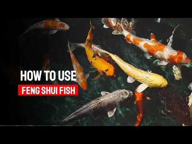 Wizualizacja feng shui z karpiami koi w domu