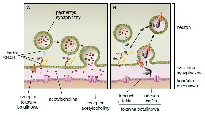 schemat działania toksyny botulinowej na mięśnie