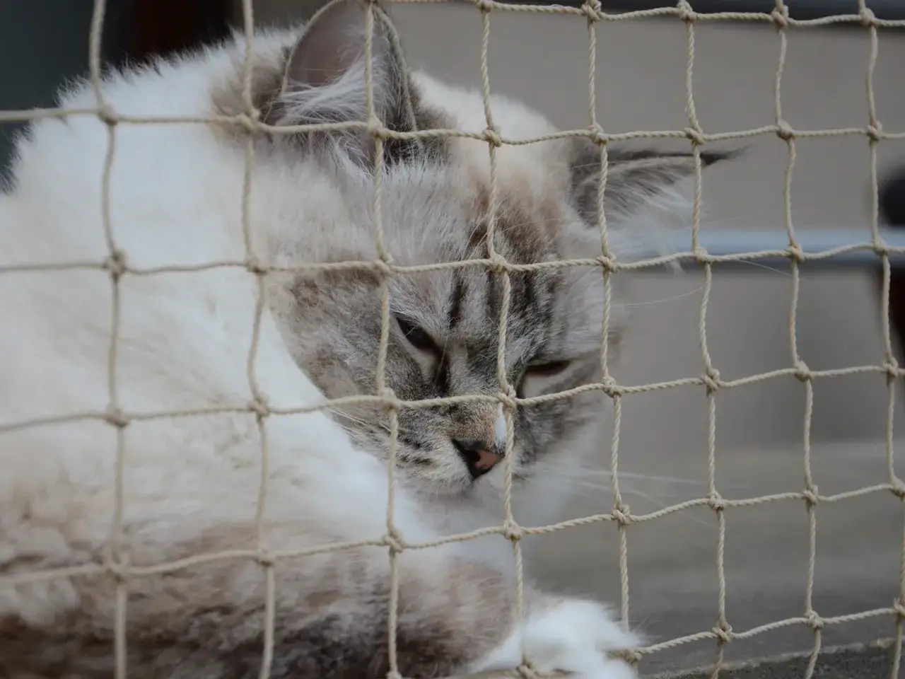 Puszysty kot syberyjski z pręgowanym pyskiem odpoczywa za siatką, która stanowi jego bezpieczne ogrodzenie dla kota.