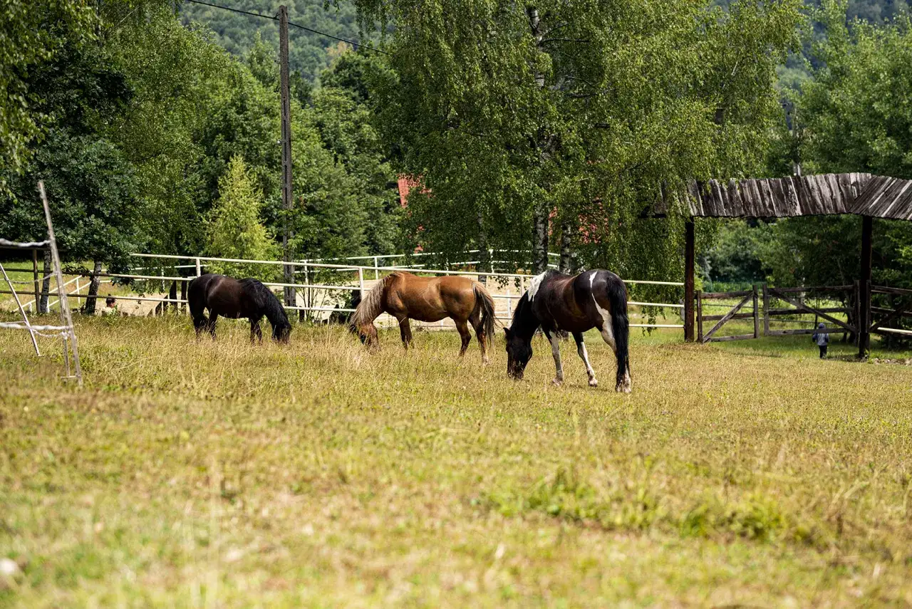 Trzy konie pasące się na łące obok bac&oacute;wki Biały Jeleń.