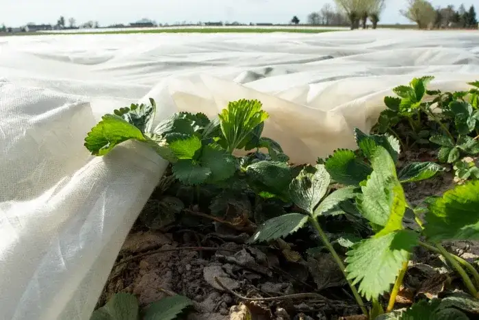 r&oacute;żne metody uprawy truskawek agrowł&oacute;knina zagony doniczki