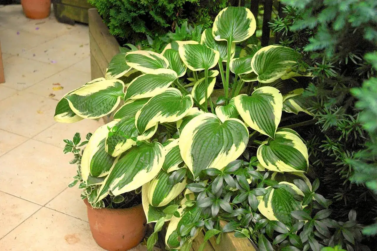 Donice z drenażem dla roślin cieniolubnych