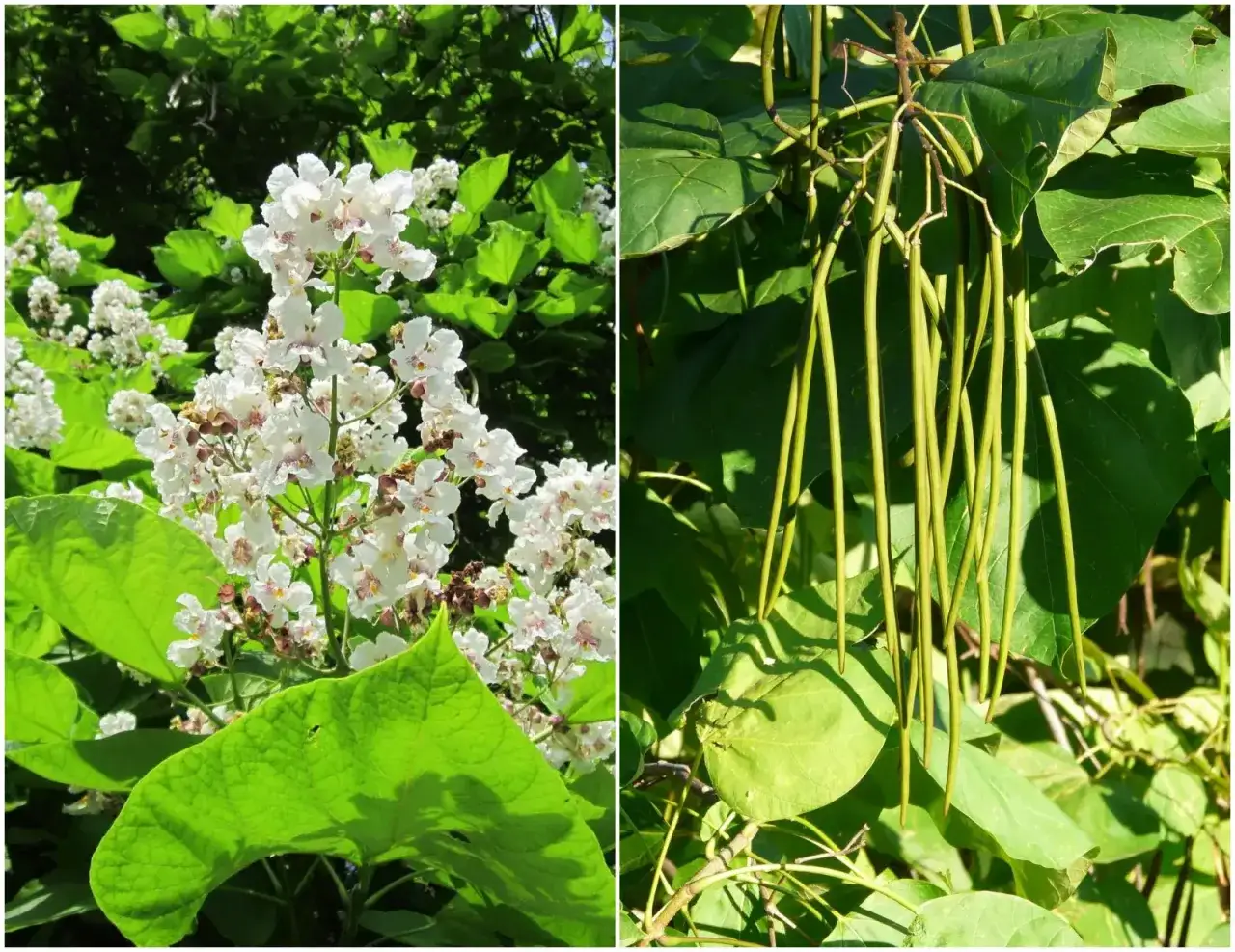 kalendarz nawożenia katalpy