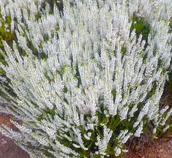 biały wrzos symbol szczęścia