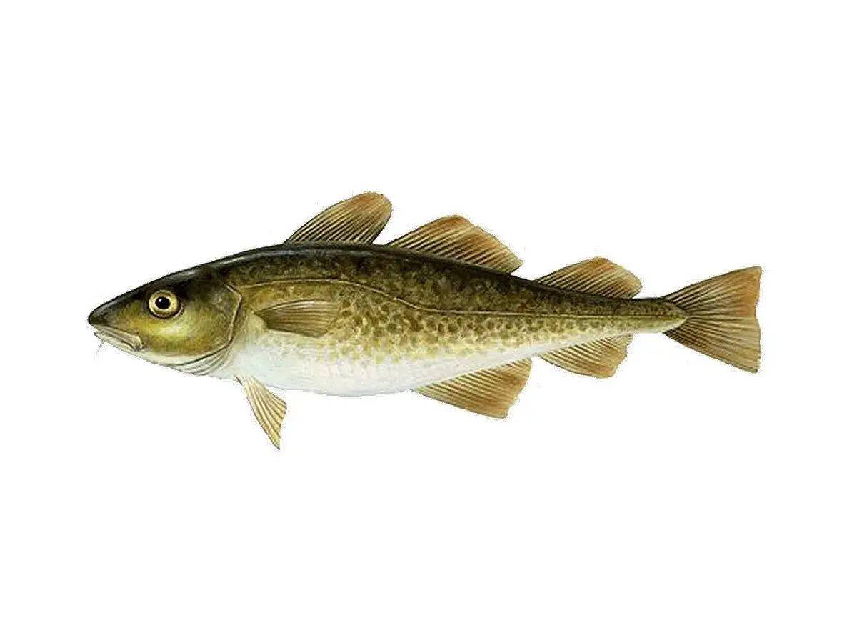 dorsz ryba wygląd cechy charakterystyczne