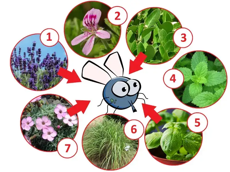 Rośliny odstraszające muchy na tarasie