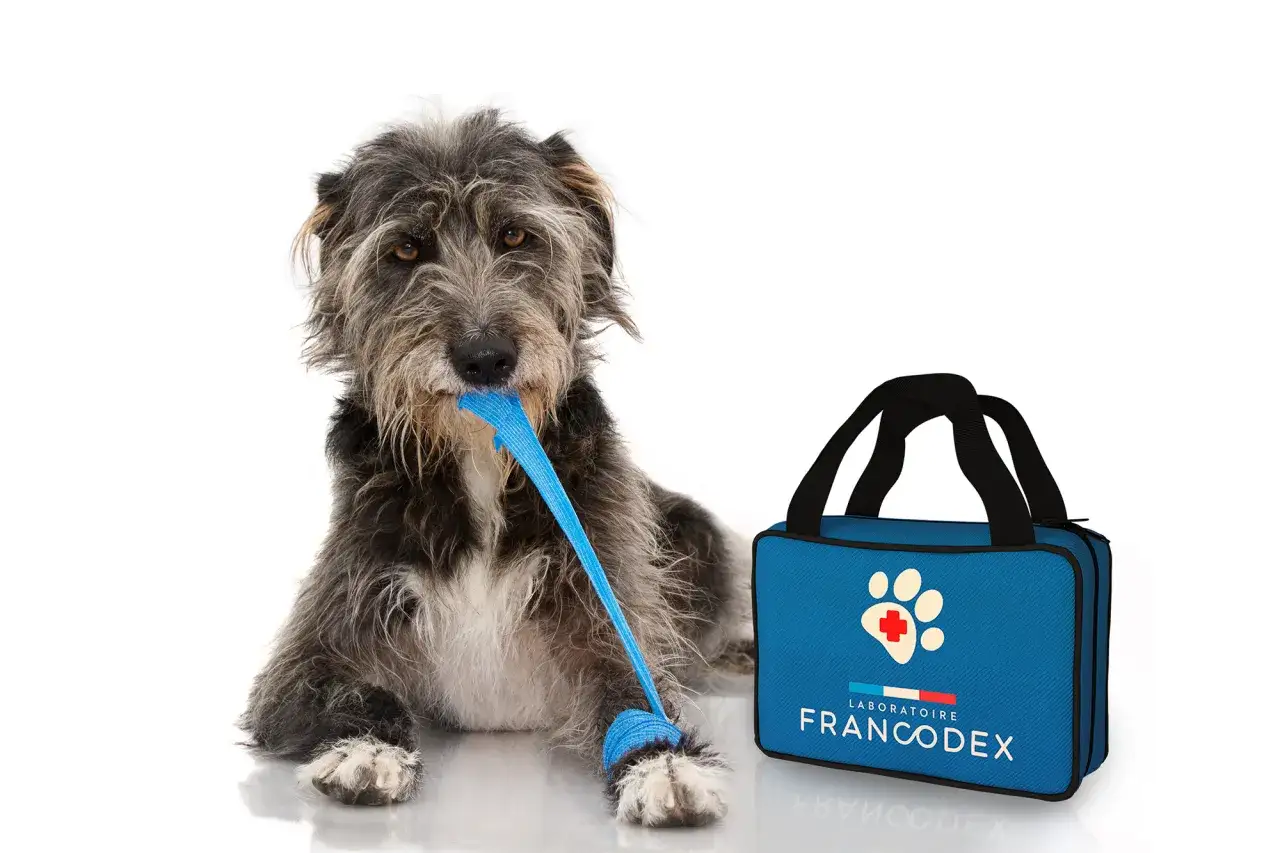 Pies z niebieską zabawką w pysku obok apteczki. Czy woda utleniona szkodzi psu? Nie, jeśli jest stosowana ostrożnie.