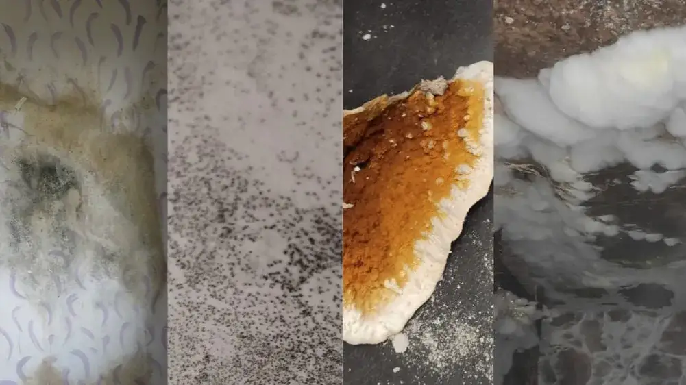 Grzyb na ścianie różne rodzaje zdjęcia