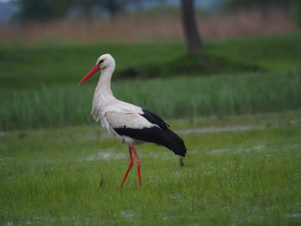 Bocian biały z czerwonym dziobem i nogami
