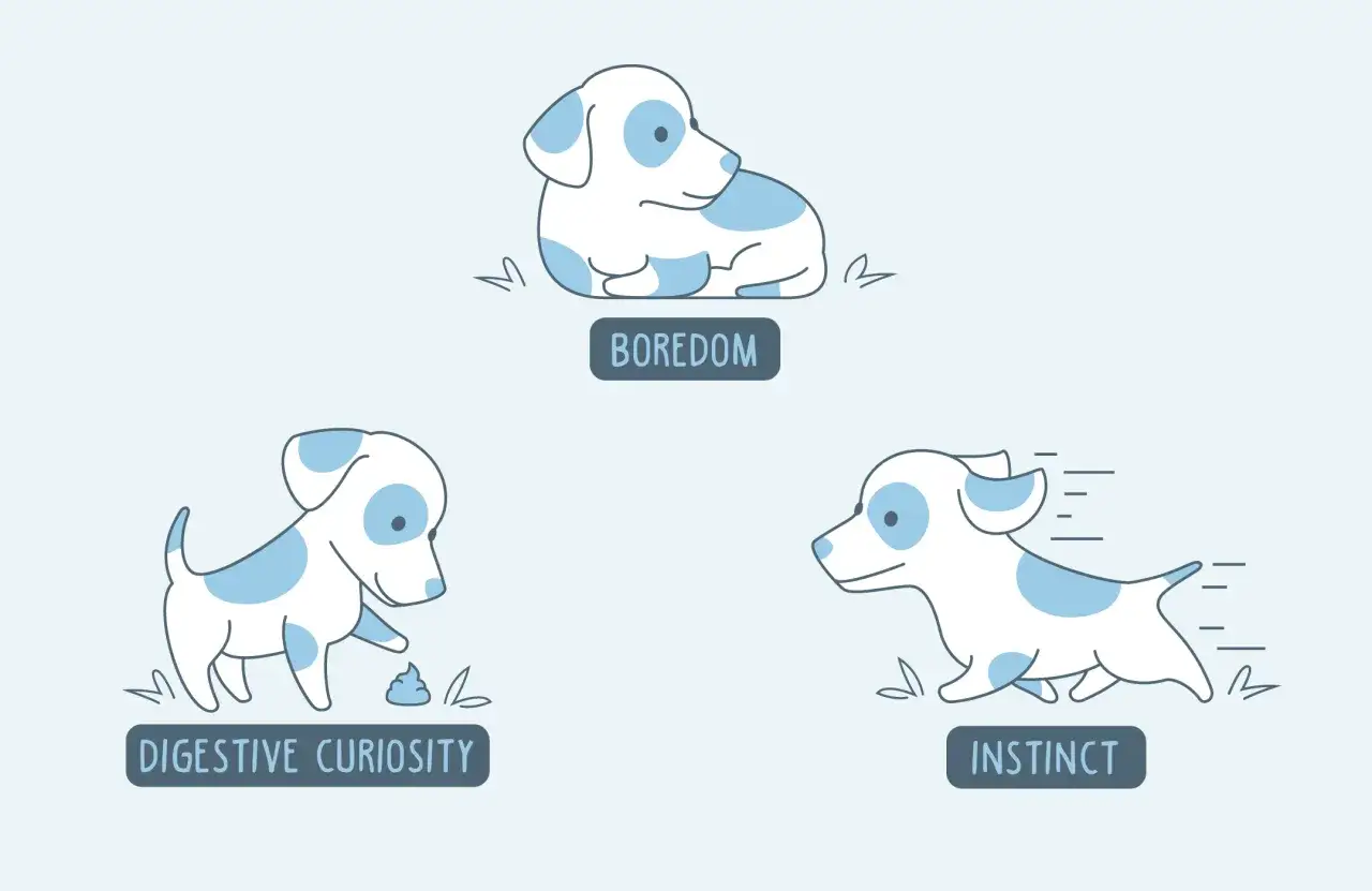 Ilustracja pokazuje trzy szczeniaki: znudzony, badający swoje odchody z ciekawości trawiennej, i biegnący z instynktem.