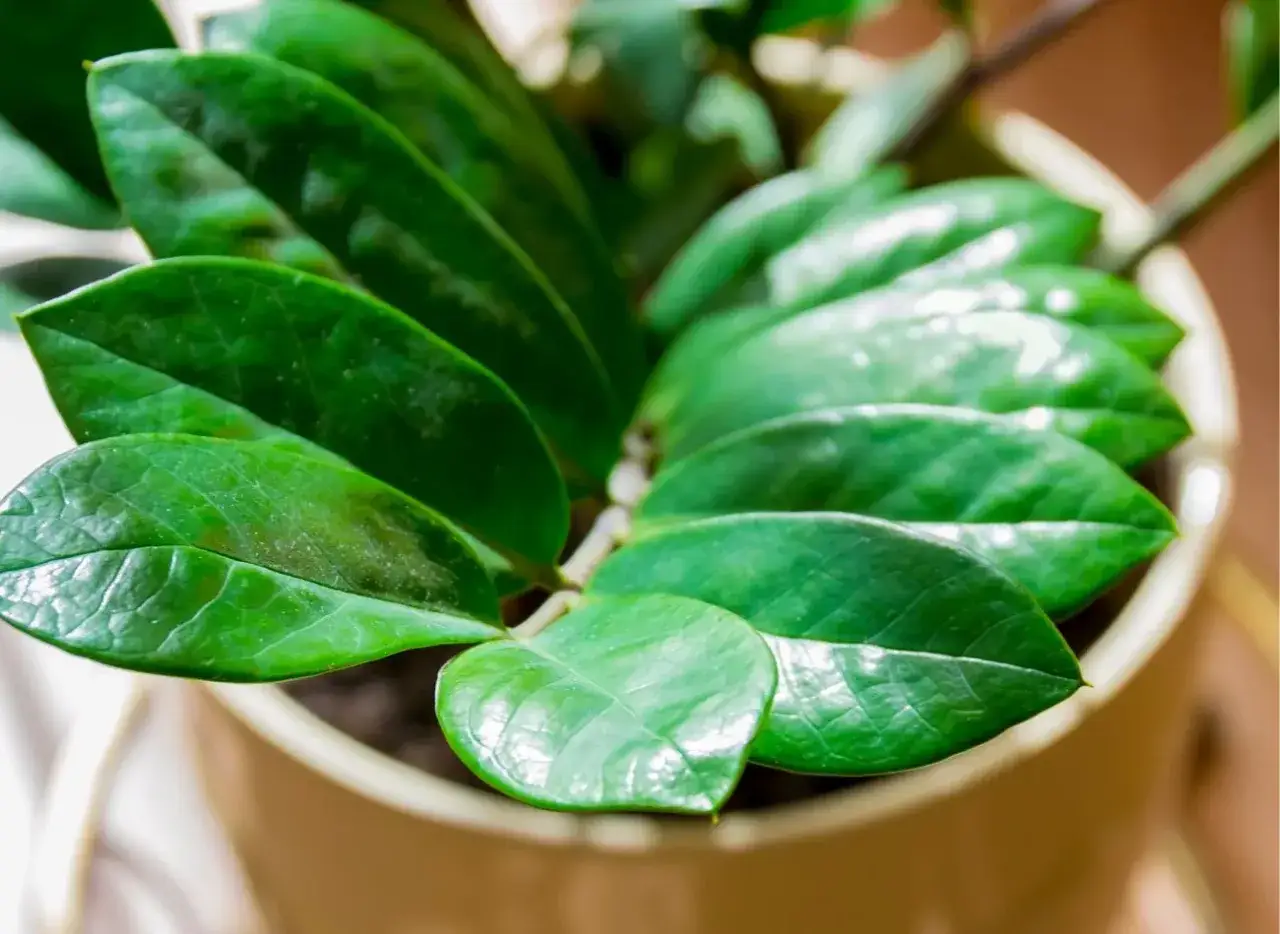 Błyszczące, zielone liście rośliny doniczkowej, kt&oacute;ra potrzebuje dobrego nawozu do roślin doniczkowych, by pięknie rosła.